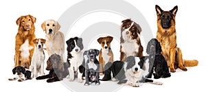 Group of breed dogs isolated on white