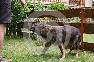 German shepherd dog playing in the garden.