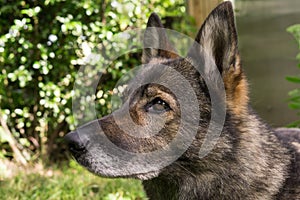 German shepherd dog playing in the garden.