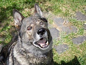 German shepherd dog playing in the garden.