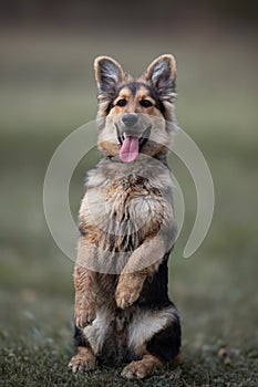 German Shepherd dog sitting outdoors on the grass in the park. Purebred dog. Portrait. Vertical. Blurred background