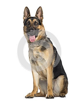 German Shepherd Dog sitting and panting (1 year old)