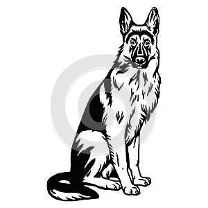 German Shepherd dog sitting pose- vector isolated illustration on white background