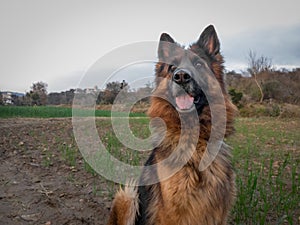 German shepherd dog sitting still. Active or alert dog. Aggressive female German shepherd outdoors.