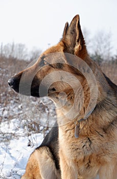 German shepherd dog sitting on white snow in a field