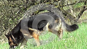 German Shepherd dog Sniffing in grass. Tracker Dog