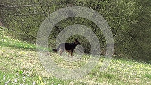 German shepherd dog sniffing in grass. Tracker dog