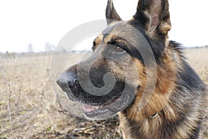 German shepherd dog in spring day