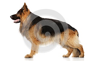 German shepherd dog in stand