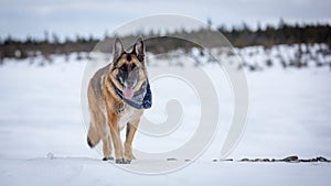 German Shepherd Dog standing on frozen lake with forest in background