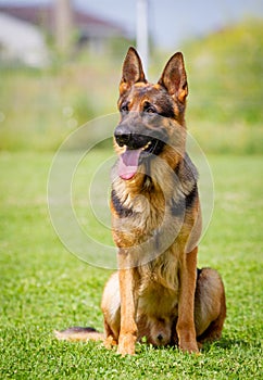 A German shepherd dog is standing on the grassland