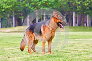 A German shepherd dog is standing on the grassland