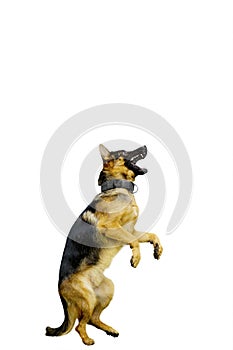 German Shepherd dog standing with hind legs