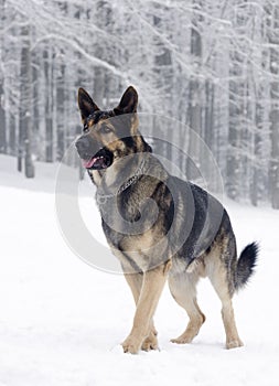 German shepherd dog