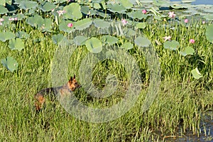 German shepherd dog stands among the reeds