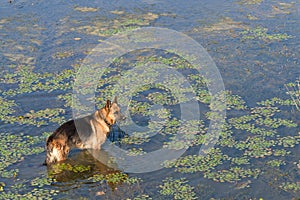 German shepherd dog stands in the water of lake and waiting for a owner.