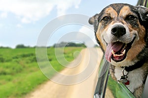 German Shepherd Dog Sticking Head Out Driving Car Window