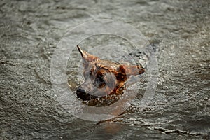 German shepherd dog swimming in the river