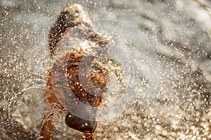 German shepherd dog swimming in the river