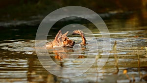 German shepherd dog swimming in the river