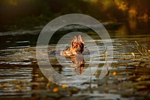 German shepherd dog swimming in the river