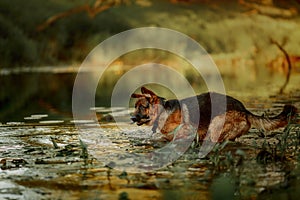 German shepherd dog swimming in the river