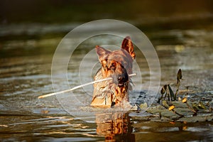 German shepherd dog swimming in the river