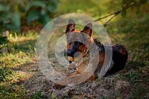 German shepherd dog swimming in the river