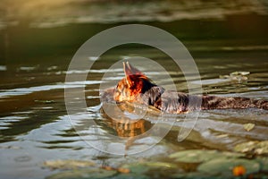 German shepherd dog swimming in the river