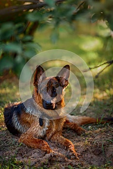 German shepherd dog swimming in the river