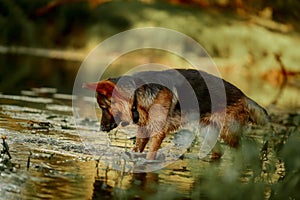 German shepherd dog swimming in the river