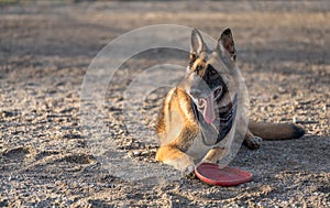 German Shepherd Dog taking a break from frisbee to lay in the sa