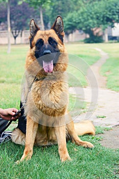 German shepherd dog and tennis