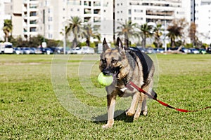 German Shepherd Dog with Tennis Ball at the Park