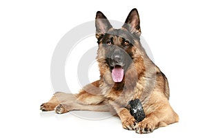 German Shepherd dog with a toy