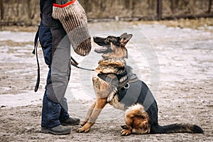 German Shepherd Dog Training. Alsatian Wolf Dog. Deutscher, Dog.