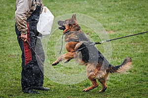 German shepherd dog training bite and defense work with police dog handler