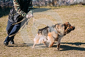 German Shepherd Dog training. Biting dog.