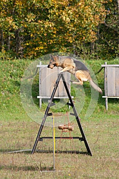 German shepherd on the dog training ground