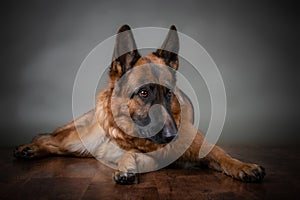 German Shepherd. The dog is upset that the owner is gone.