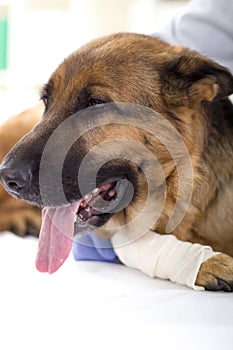 German shepherd dog at the vet, lay on the table, leg bandaged