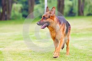 A German shepherd dog is walking on the grassland