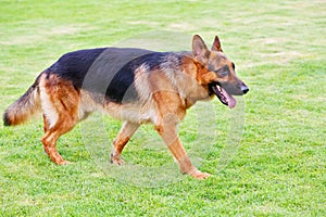 A German shepherd dog is walking on the grassland
