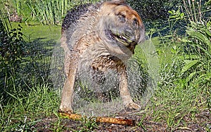 German shepherd dog water spray