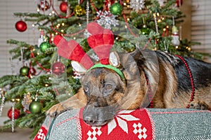 German shepherd dog wearing antlers and red beads lying in front of a Christmas tree.