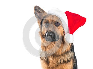 German shepherd dog wearing Santa's Hat