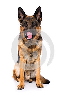 German shepherd dog on white background