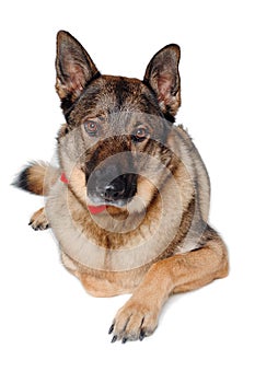 German shepherd dog on white background