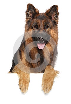 German shepherd dog on a white background