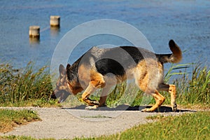 A German shepherd dog who sniffs the soil in search of the good smell in nature near a lake